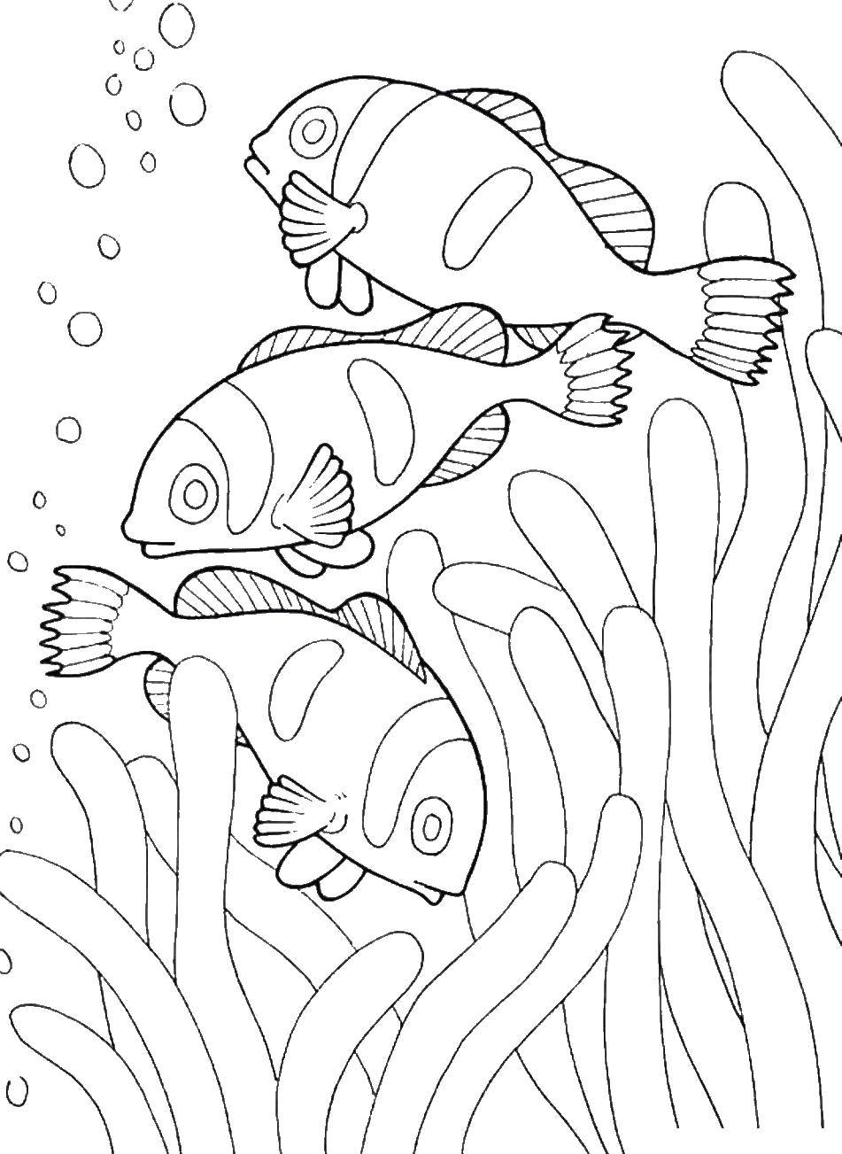 Coloring Fish among corals and algae. Category Marine animals. Tags:  Underwater world, fish.