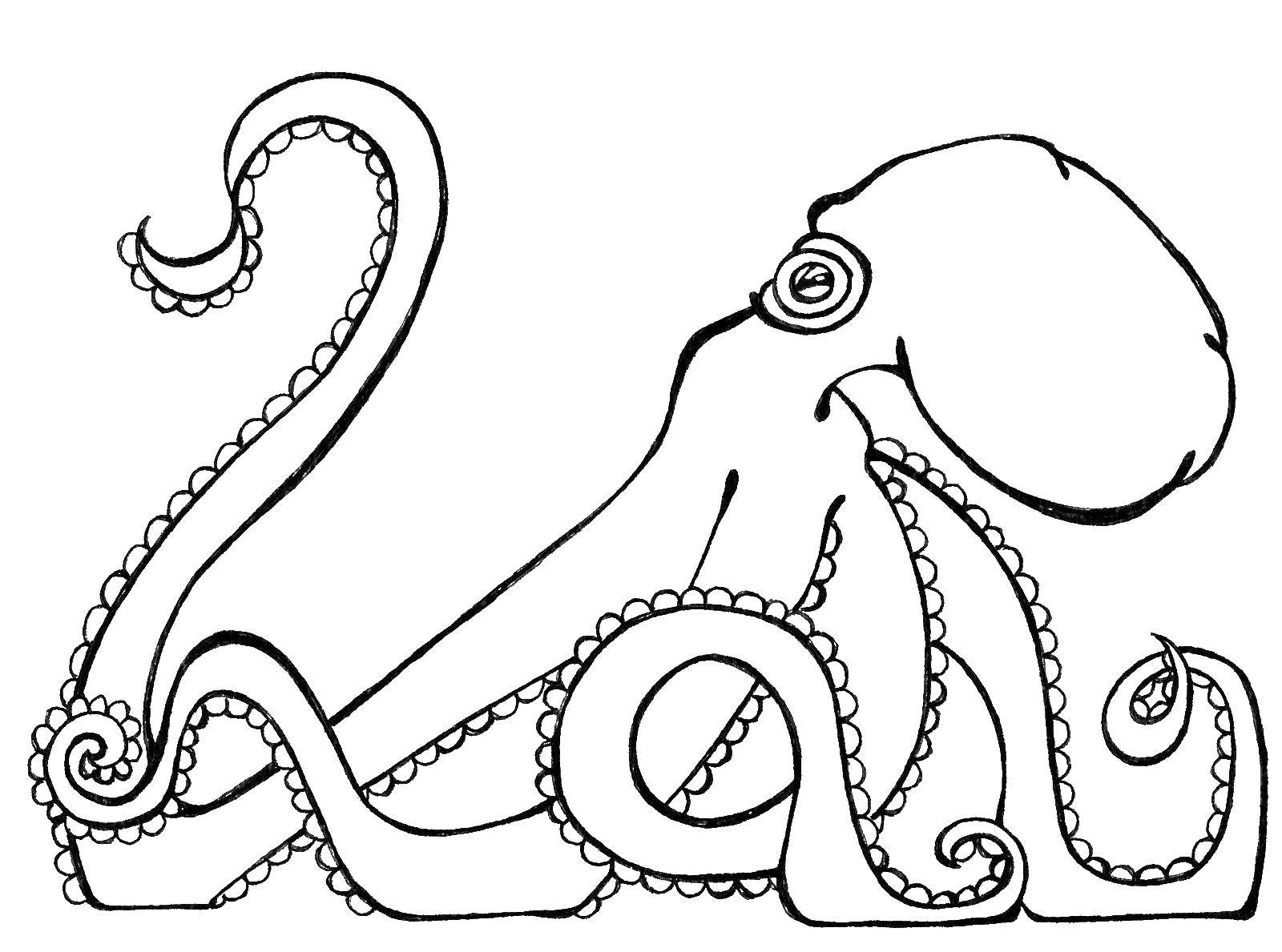 Название: Раскраска Умный осьминог. Категория: Морские животные. Теги: Подводный мир, осьминог.