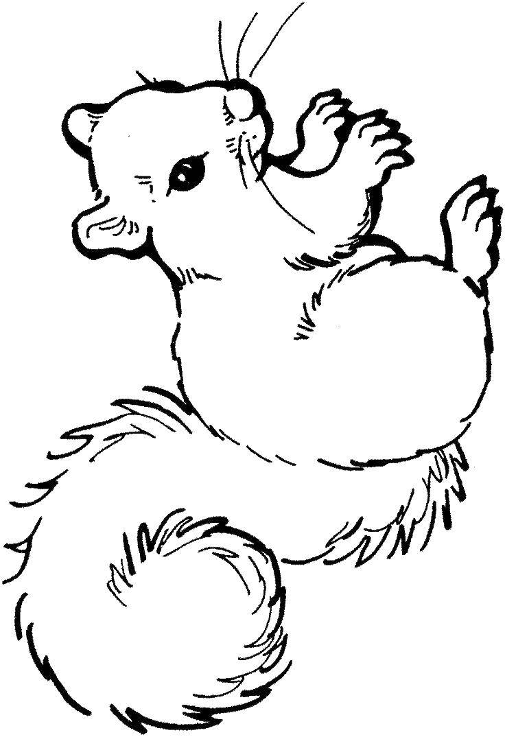 Coloring Squirrel with a fluffy tail. Category wild animals. Tags:  Animals, squirrel.