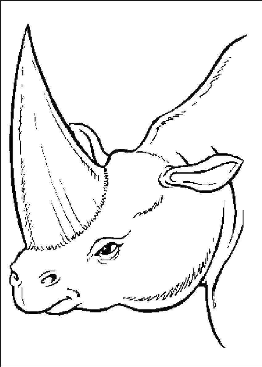 Название: Раскраска Носорог. Категория: Животные. Теги: носорог.