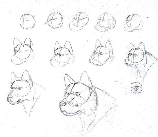 Название: Раскраска Рисуем собаку. Категория: как нарисовать пошагово. Теги: Пошаговый рисунок.