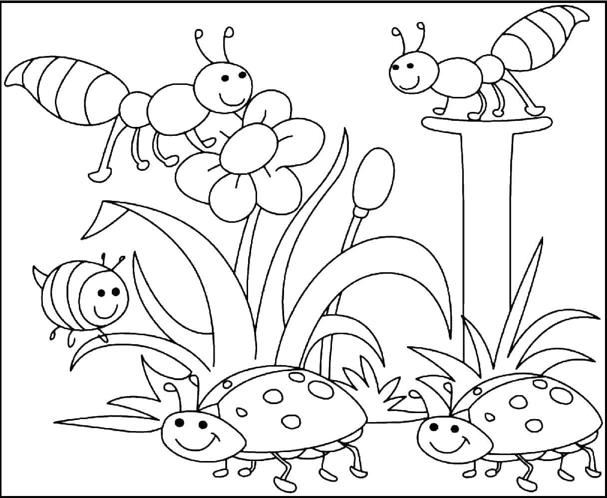 Coloring Bees and ladybugs. Category coloring. Tags:  Insects, ladybug, bee.
