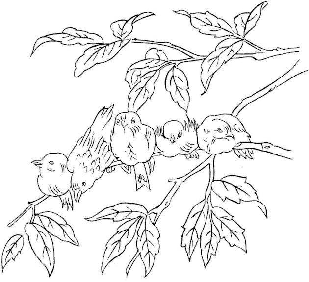 Coloring Birdies on a branch. Category birds. Tags:  Birds.
