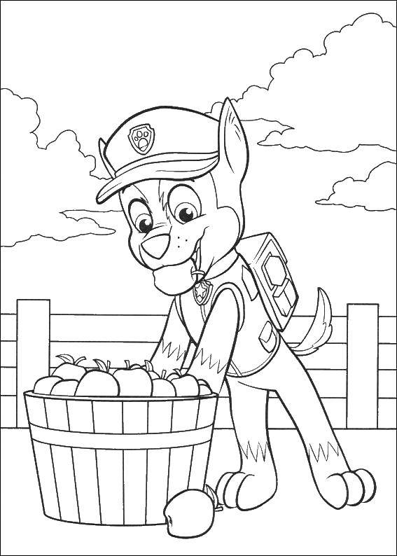 Название: Раскраска Чейз и яблоки. Категория: щенячий патруль. Теги: Щенячий патруль.