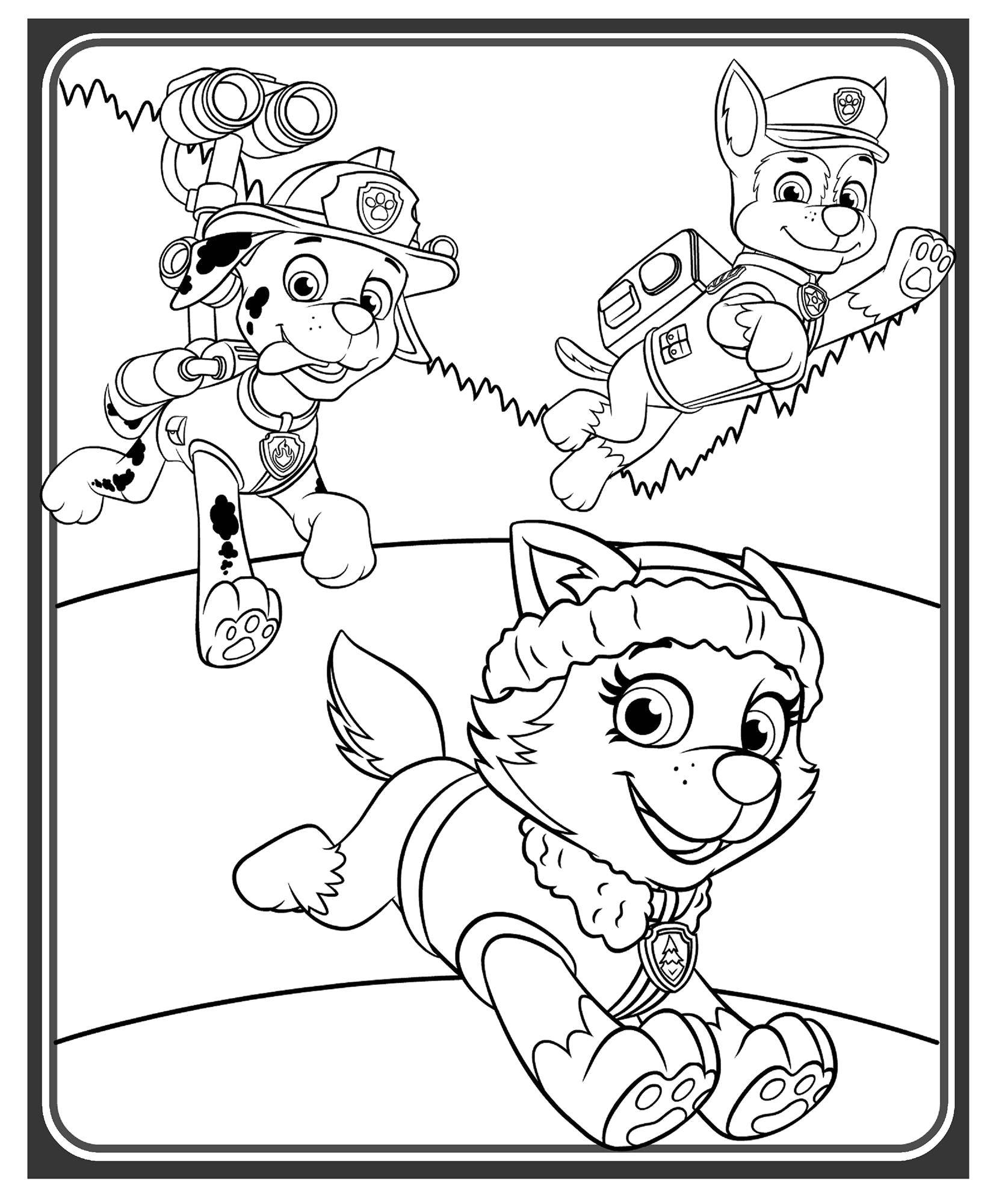 Coloring Chase, Marshall and Skye. Category paw patrol. Tags:  Paw patrol.