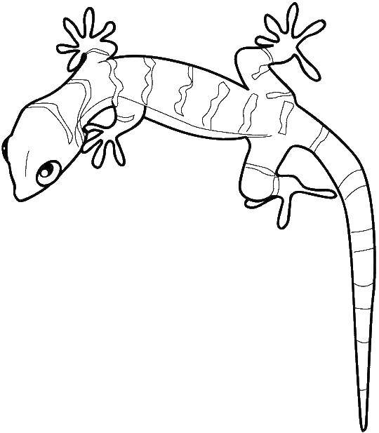 Coloring Gecko. Category reptiles. Tags:  Reptile, lizard.