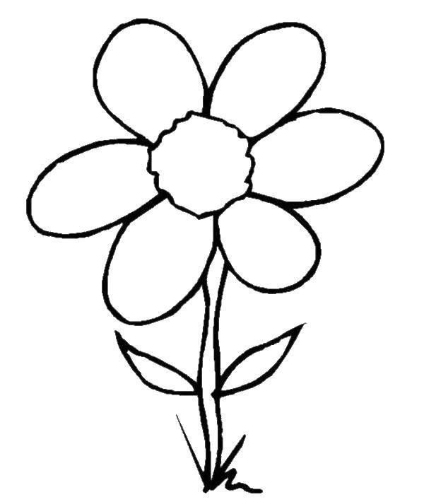 Coloring Flower. Category coloring. Tags:  Flowers.