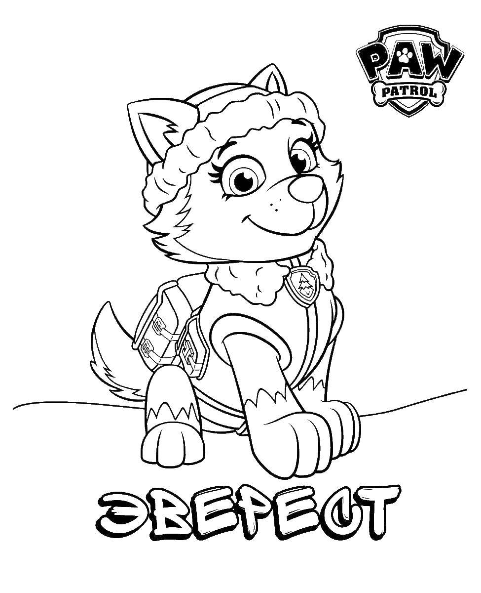 Название: Раскраска Эверест щенок хаски. Категория: щенячий патруль. Теги: ЭВЕРЕСТ, щенячий патруль.