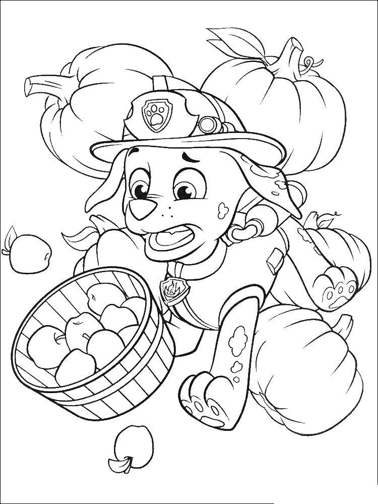 Название: Раскраска Маршалл щенок долматинца в пожарной форме и каске собирает яблоки. Категория: щенячий патруль. Теги: МАРШАЛЛ, щенячий патруль.