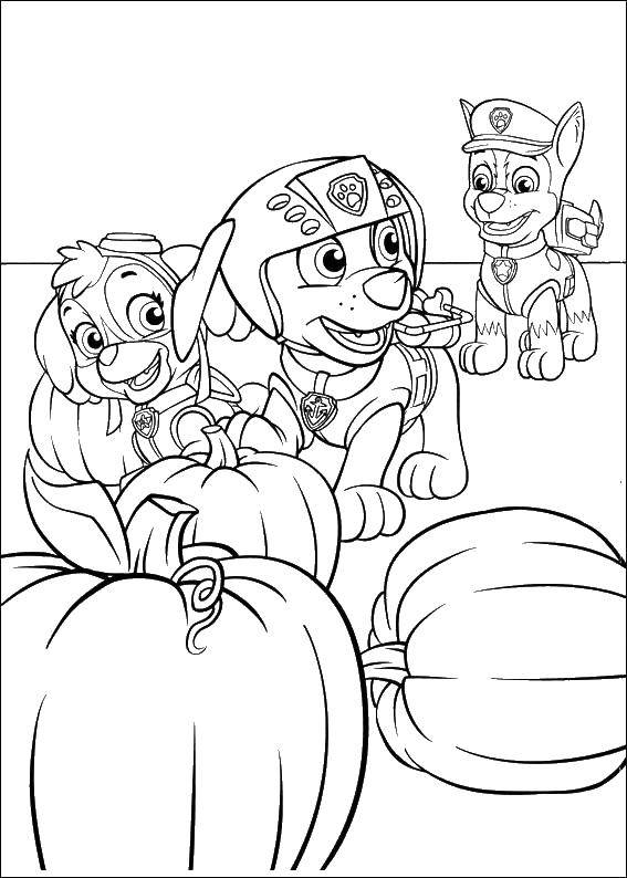 Coloring Paw patrol. Category Characters cartoon. Tags:  sky, CEIS.zoom.