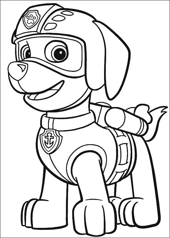 Название: Раскраска Зума щенок лабрадора водный спасатель. Категория: щенячий патруль. Теги: Зума, щенячий патруль.