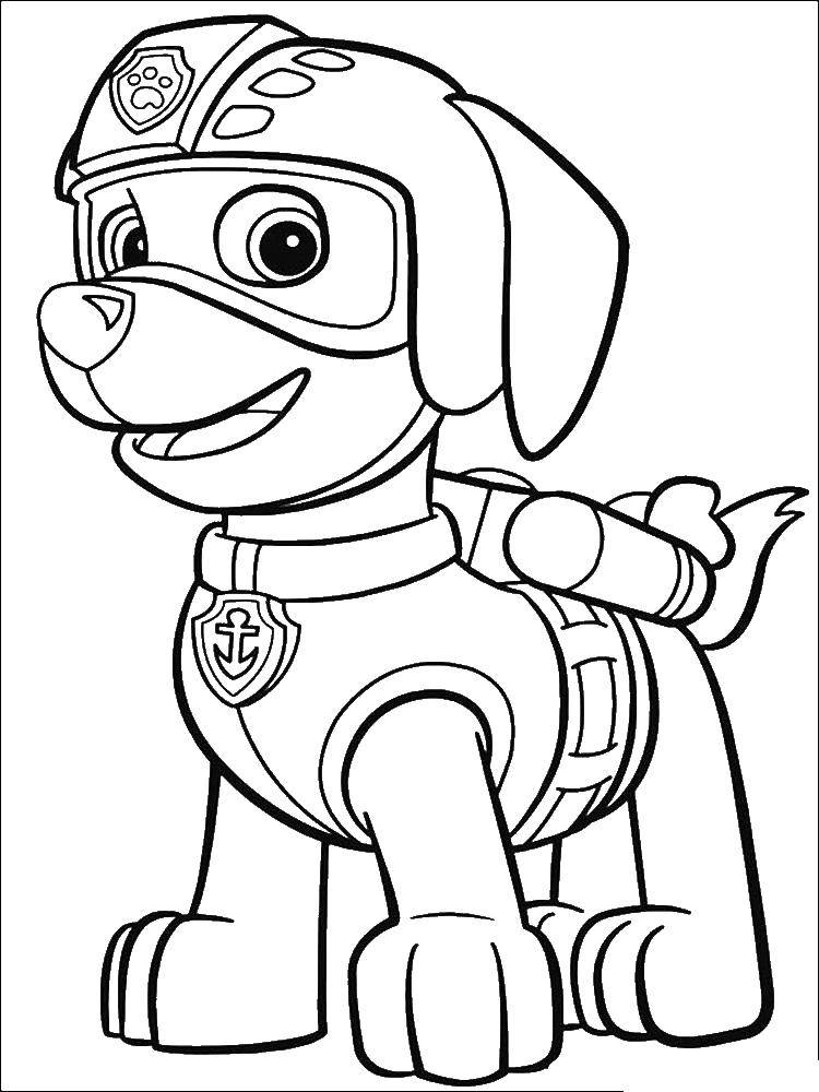 Название: Раскраска Зума щенок лабрадора водный спасатель. Категория: щенячий патруль. Теги: Зума, щенячий патруль.