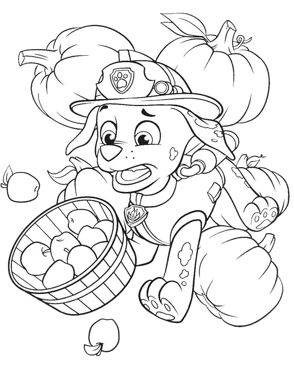 Coloring Marshall puppy dolmatinets in the form of fire helmet and picking apples. Category paw patrol. Tags:  MARSHALL , paw patrol.