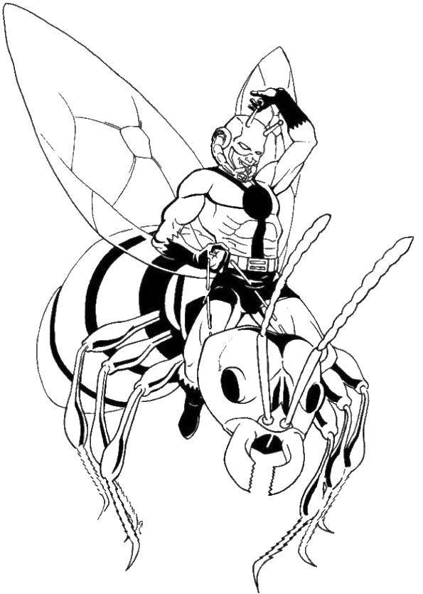 Название: Раскраска Человек муравей на пчеле. Категория: супергерои. Теги: Человек муравей.