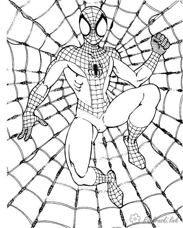 Coloring Spiderman on the web. Category Comics. Tags:  Comics, Spider-Man, Spider-Man.