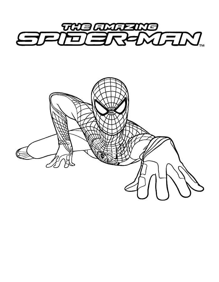 Coloring The amazing spider-man. Category spider man. Tags:  spider man, superheroes.