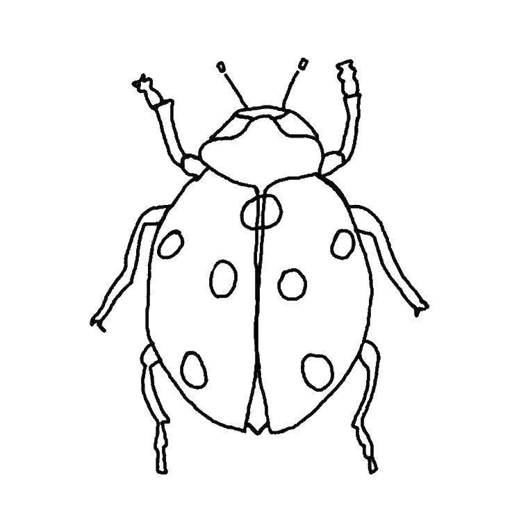 Coloring Ladybug. Category insects. Tags:  Ladybug.
