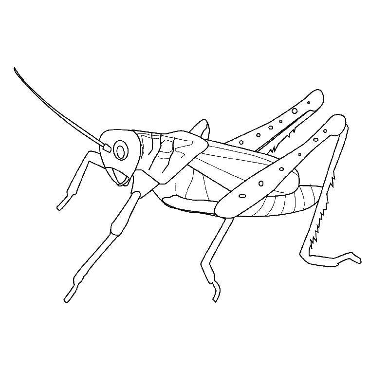 Название: Раскраска Кузнечик. Категория: насекомые. Теги: кузнечик.