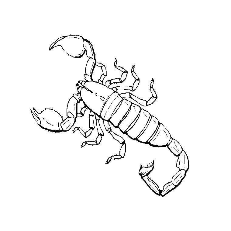 Название: Раскраска Скорпион. Категория: насекомые. Теги: скорпион.