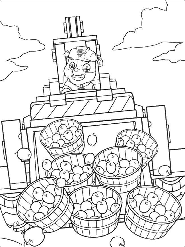 Coloring Burly and apples. Category Cartoon character. Tags:  burly, apples, paw patrol.