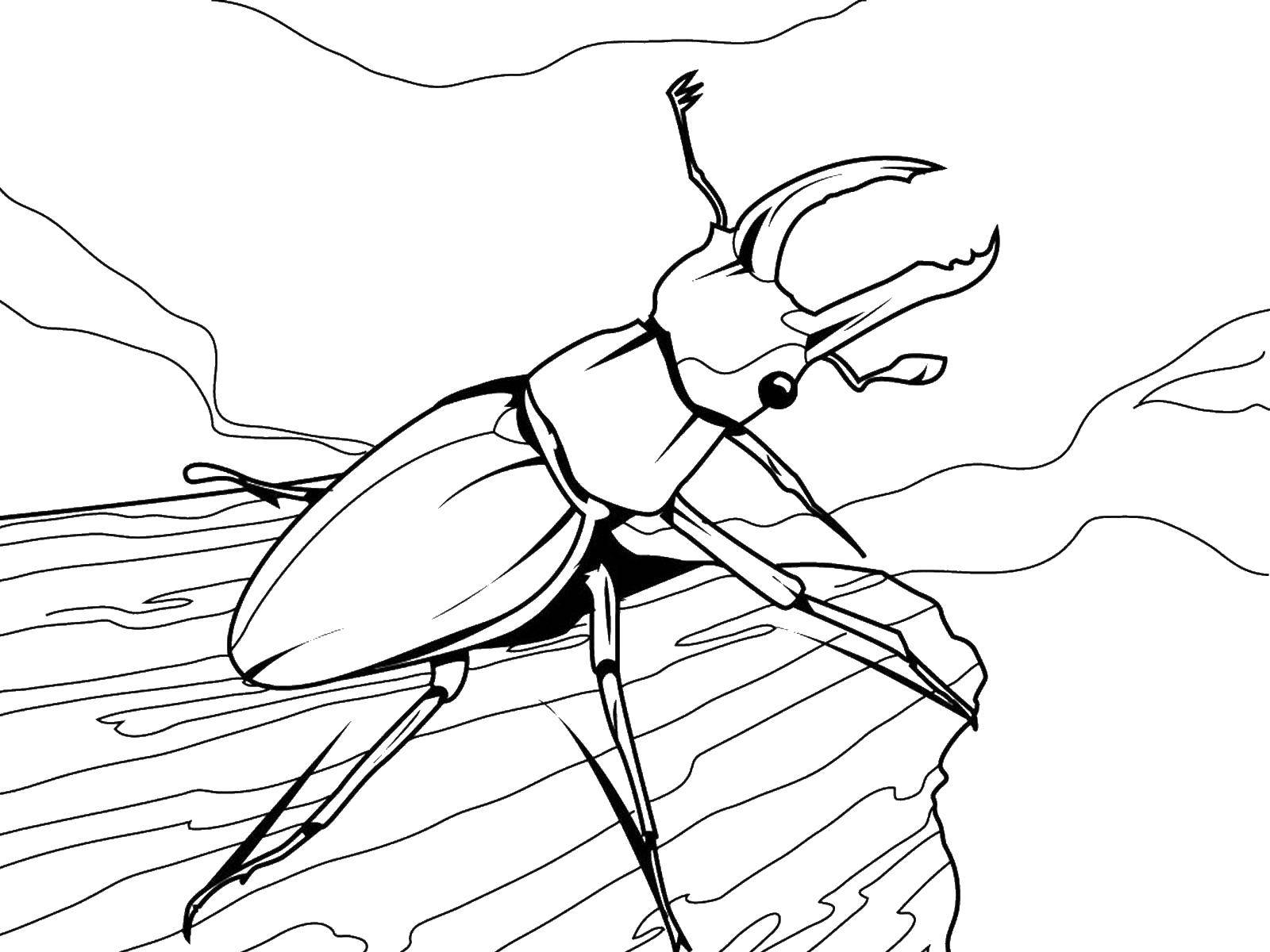 Название: Раскраска Жук носорог. Категория: насекомые. Теги: , жук, .