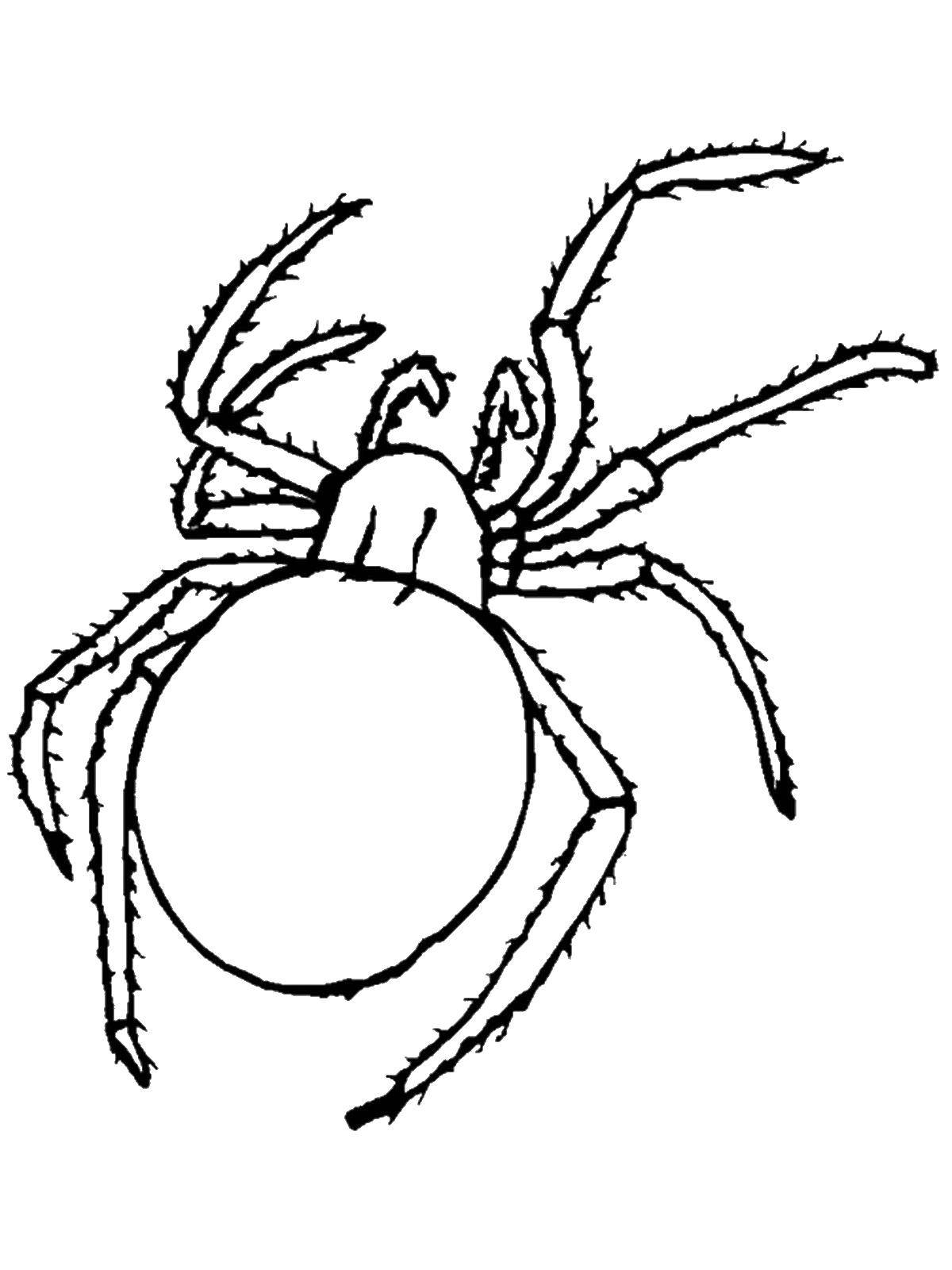 Coloring Spider. Category insects. Tags:  spider.