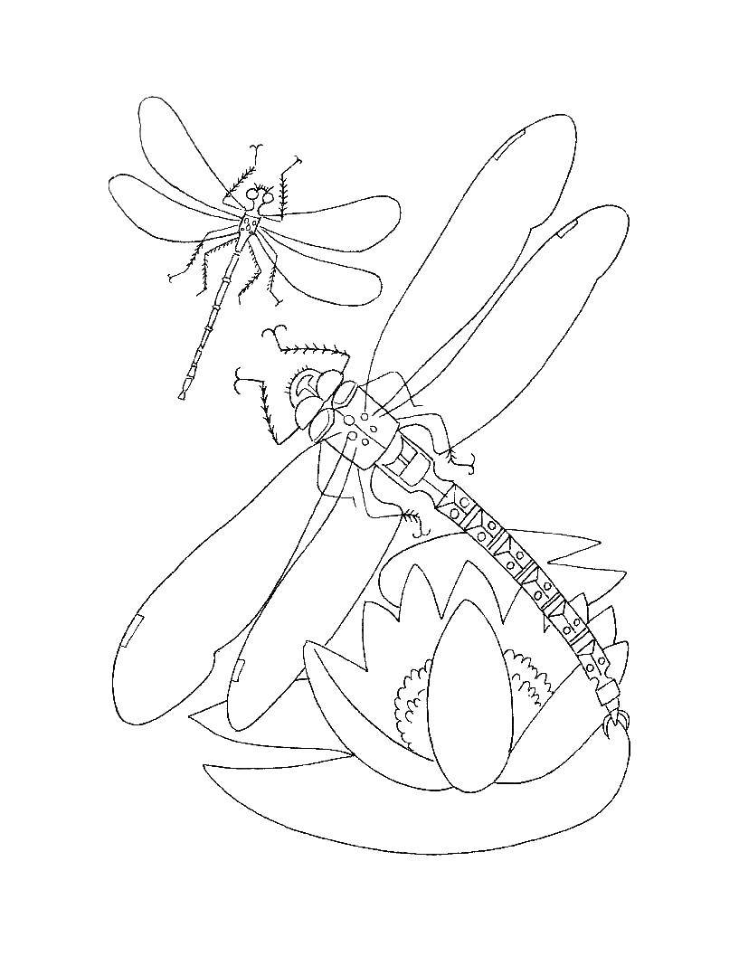 Coloring Creasy. Category insects. Tags:  dragonfly.