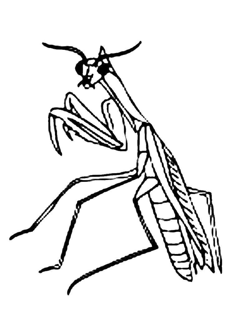 Название: Раскраска Богомол. Категория: насекомые. Теги: богомол.