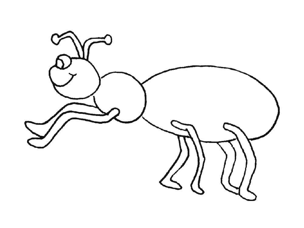 Название: Раскраска Муравей. Категория: насекомые. Теги: Муравей.