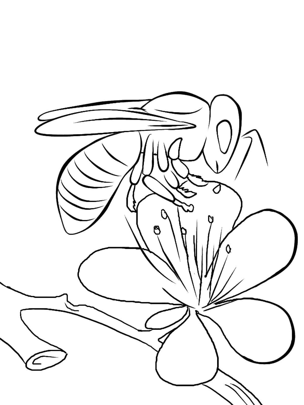 Название: Раскраска Пчела на цветке. Категория: насекомые. Теги: пчела.