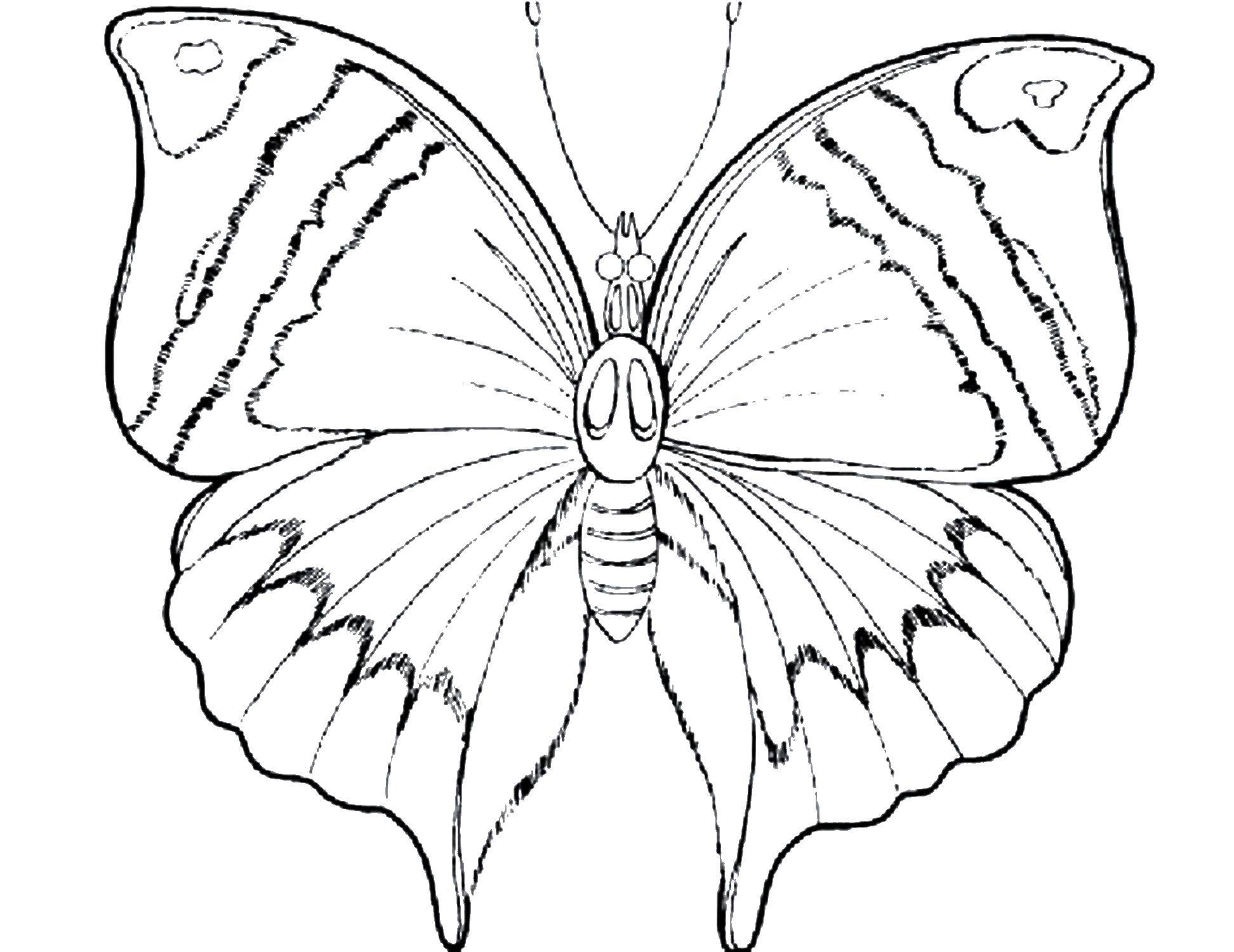 Coloring Butterfly. Category insects. Tags:  butterfly.