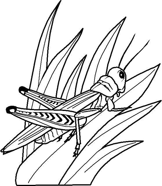 Coloring Grasshopper. Category insects. Tags:  grasshopper .