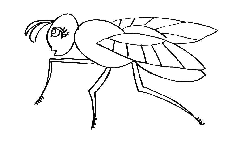 Coloring Fly. Category insects. Tags:  fly.