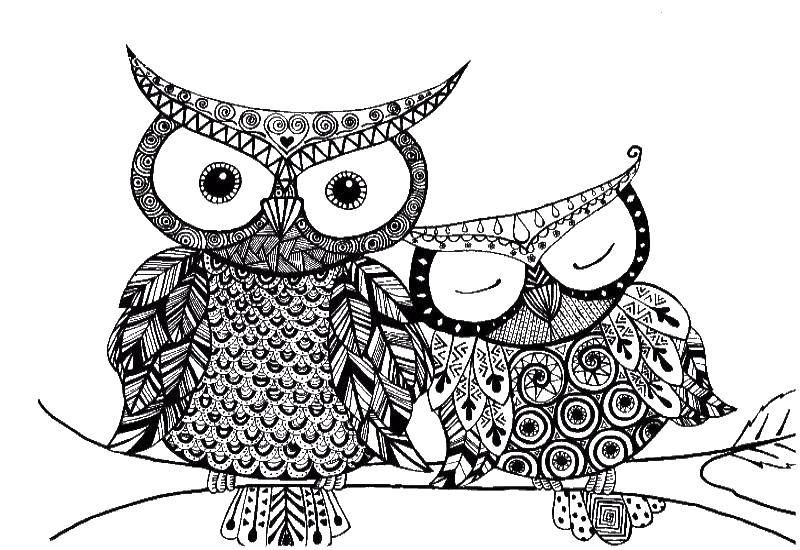 Coloring Owls. Category coloring for adults. Tags:  owls.