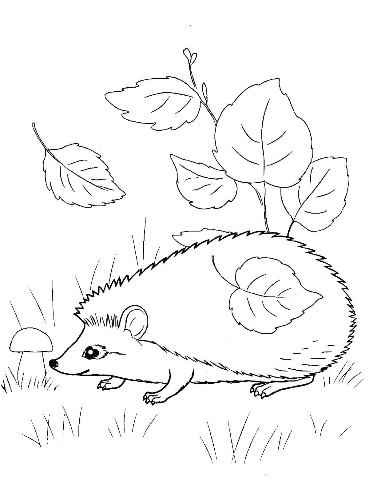 Coloring Hedgehog in the leaves. Category autumn. Tags:  hedgehog .