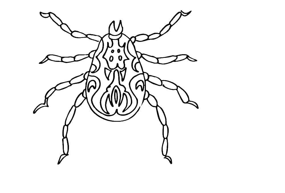 Coloring Tick. Category insects. Tags:  tick.