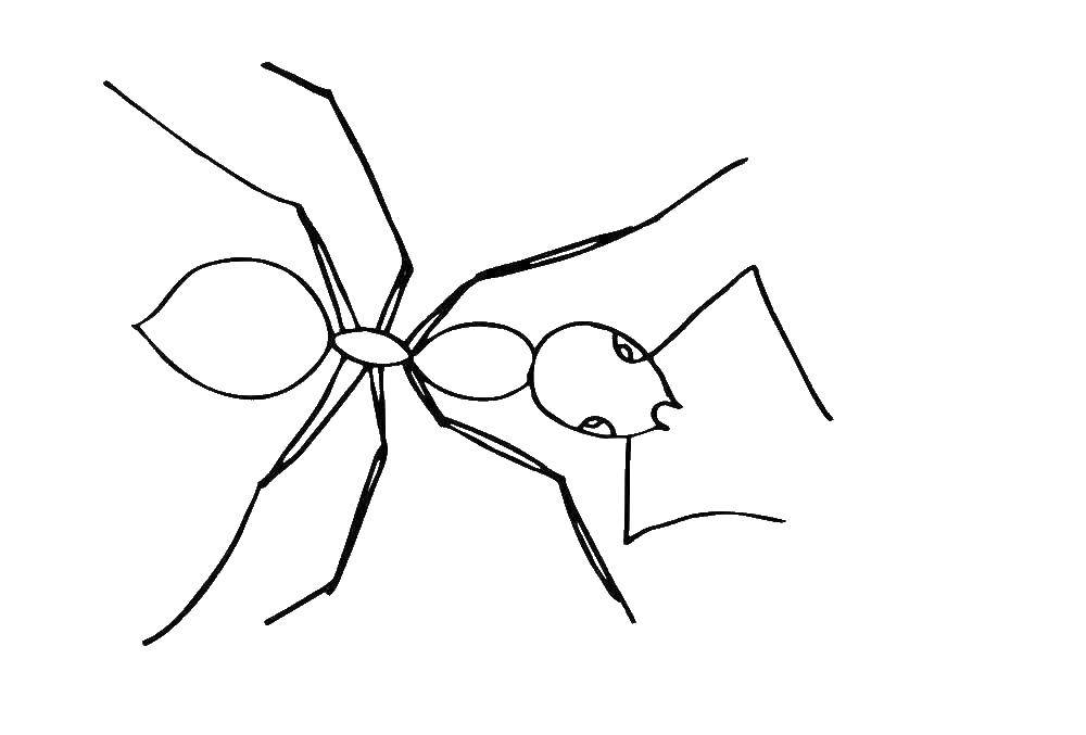 Название: Раскраска Муравей. Категория: насекомые. Теги: Муравей.