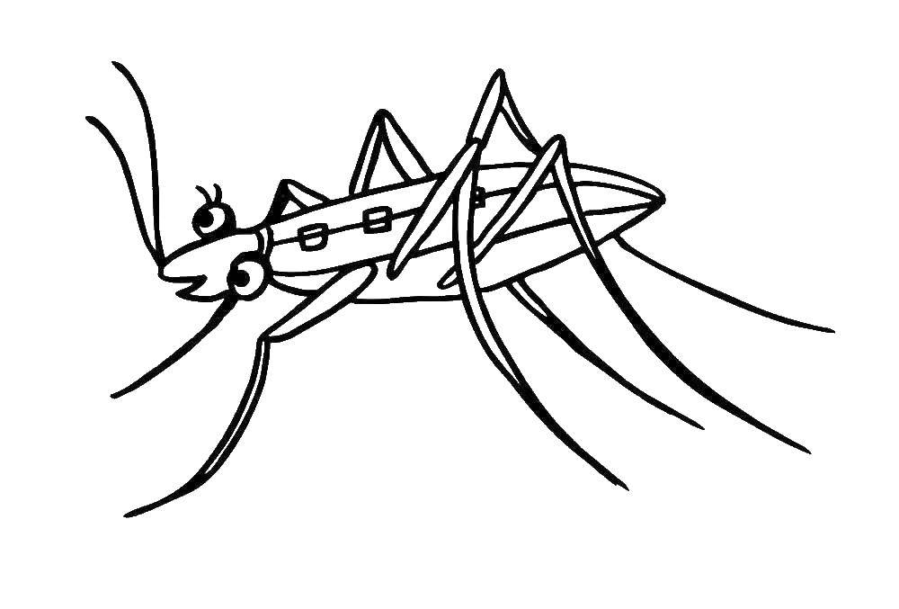 Название: Раскраска Таракан. Категория: насекомые. Теги: таракан.