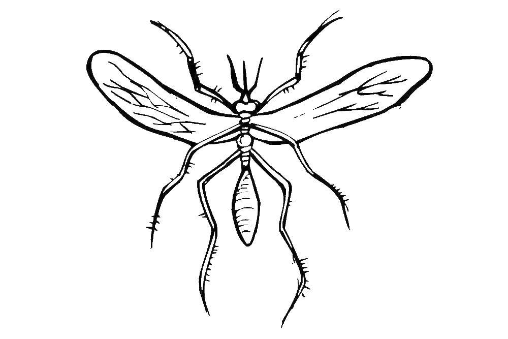 Название: Раскраска Комар. Категория: насекомые. Теги: комар.