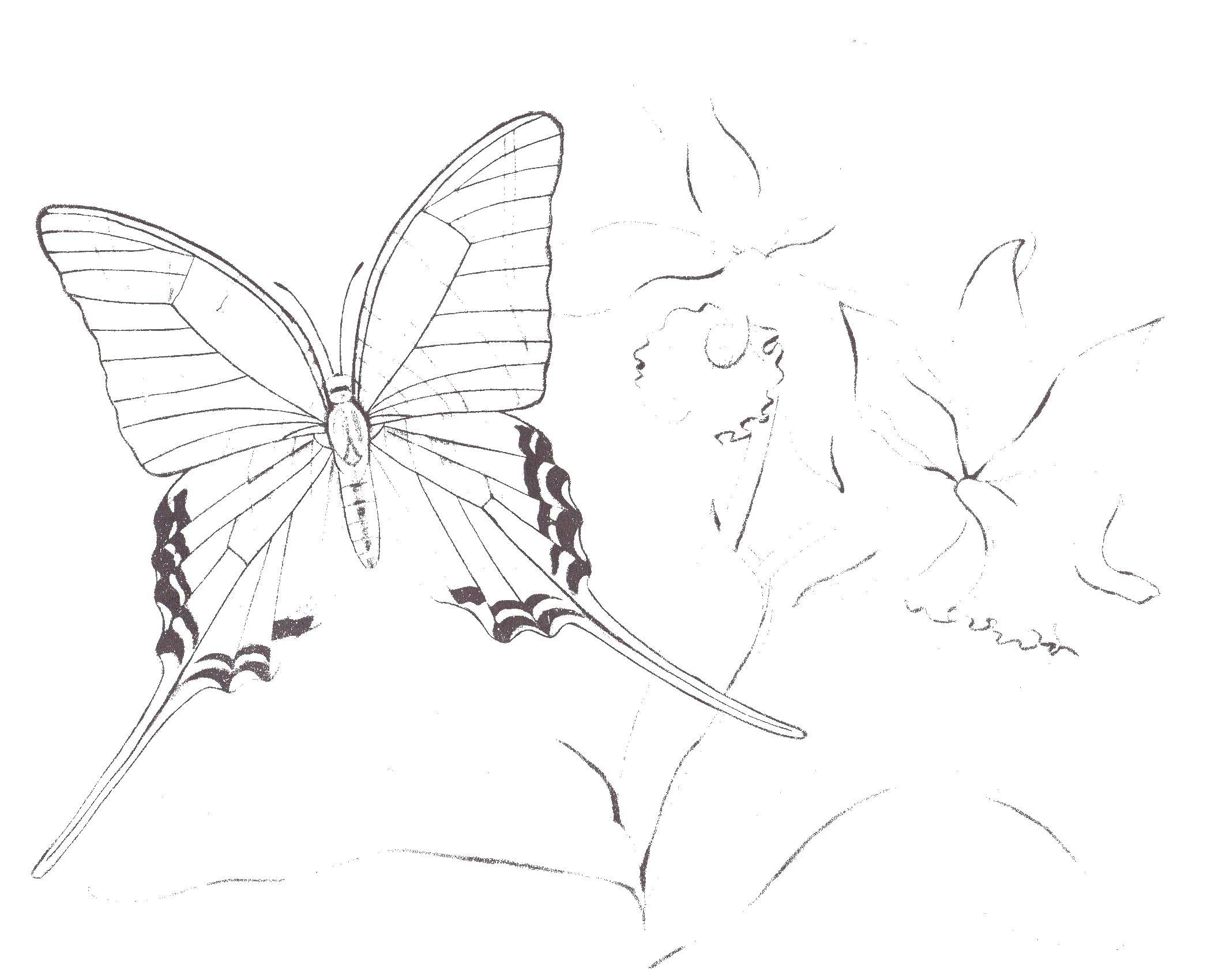 Название: Раскраска Бабочка с цветами. Категория: насекомые. Теги: бабочка.