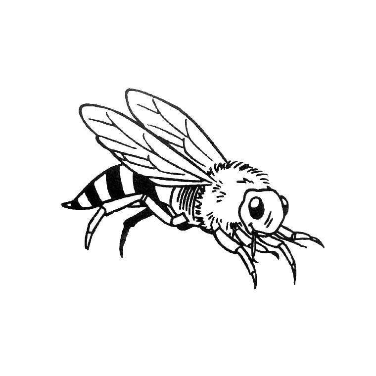 Название: Раскраска Пчела. Категория: насекомые. Теги: пчела.