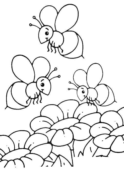 Название: Раскраска Пчелы собирают нектар. Категория: насекомые. Теги: пчелы.