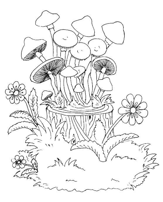 Розмальовки  Пеньок з грибами. Завантажити розмальовку пеньок.  Роздрукувати ,гриби,