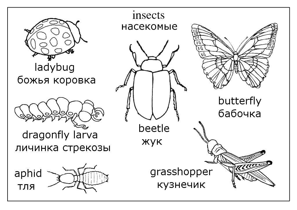 Coloring Insects. Category insects. Tags:  insects.