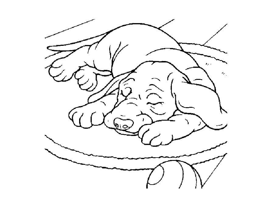 Название: Раскраска Собака лежит. Категория: домашние животные. Теги: собака, сон.