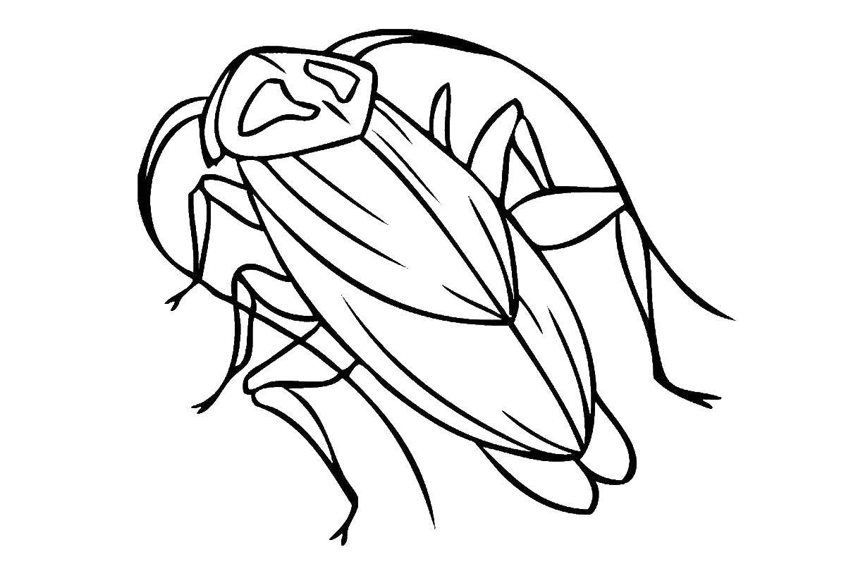 Coloring Cockroach. Category insects. Tags:  the cockroach.