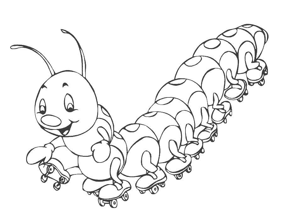 Название: Раскраска Гусеница на роликах. Категория: насекомые. Теги: гусеницы, жуки.