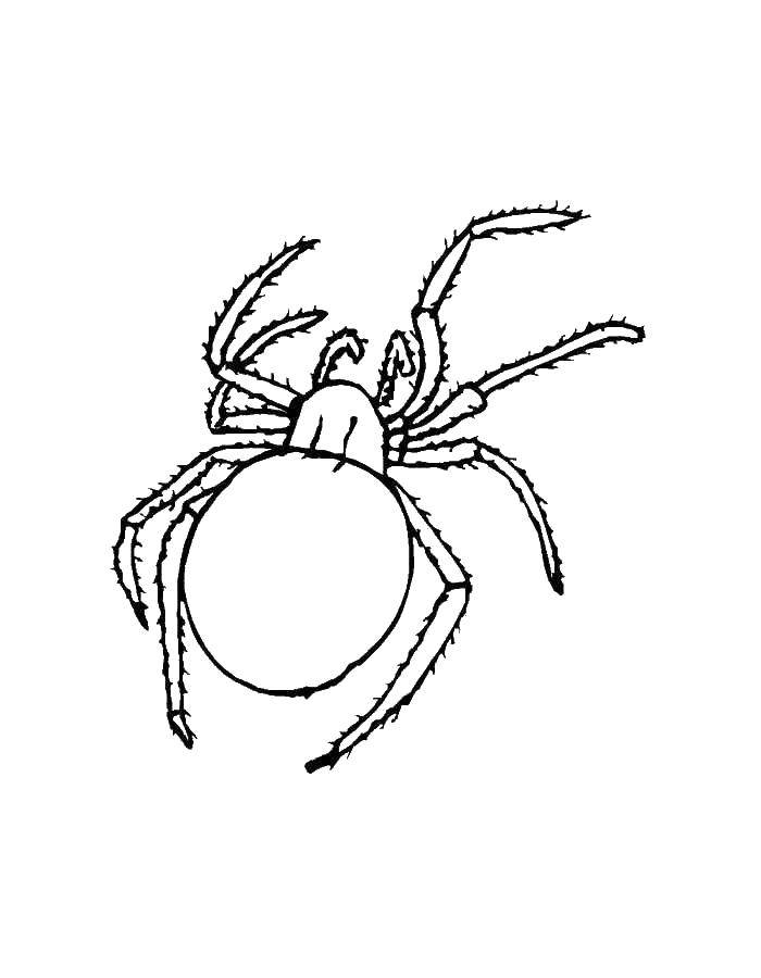 Coloring Spider. Category insects. Tags:  spider.