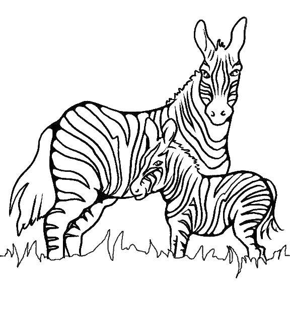 Название: Раскраска Зебра с зебренком. Категория: зоопарк. Теги: зебра.