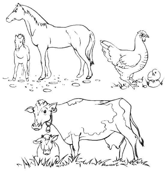 Название: Раскраска Домашние животные. Категория: домашние животные. Теги: корова, куры, лошади.